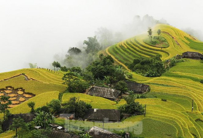 Ngất ngây áng mây bay trên những thửa ruộng bậc thang chín vàng ở Hà Giang - 8