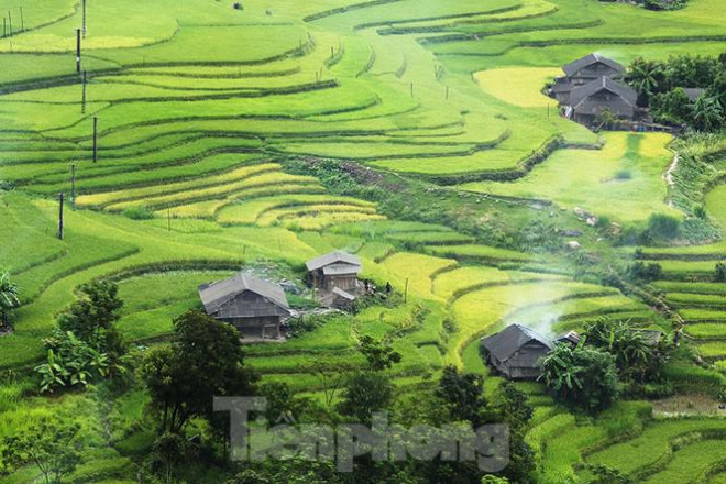 Ngất ngây áng mây bay trên những thửa ruộng bậc thang chín vàng ở Hà Giang - 9