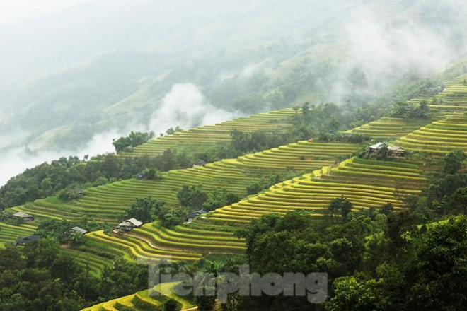 Ngất ngây áng mây bay trên những thửa ruộng bậc thang chín vàng ở Hà Giang - 10