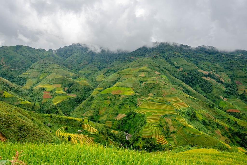 mua vang tren reo cao Son La anh 3