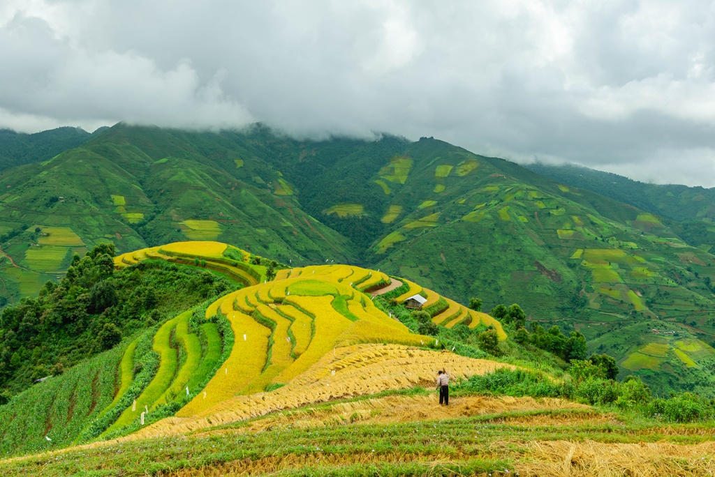 mua vang tren reo cao Son La anh 4