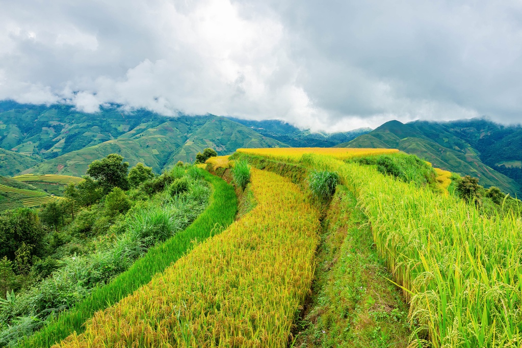 mua vang tren reo cao Son La anh 6