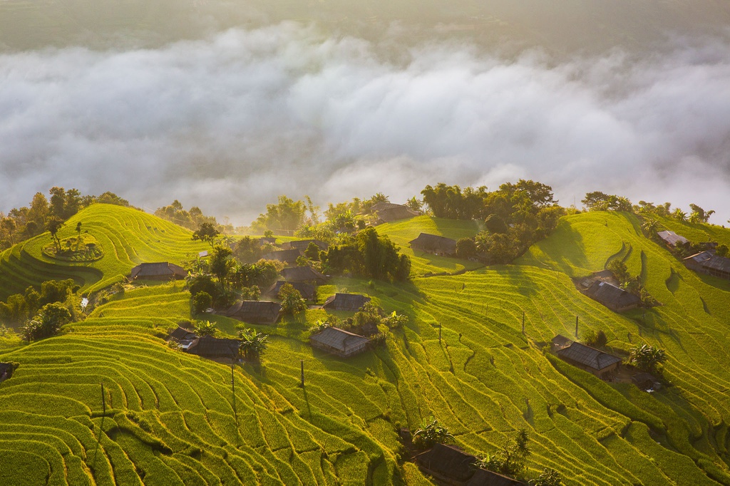 diem ngam lua chin o mien Bac anh 1