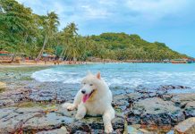 Kinh nghiệm vi vu Phú Quốc cùng thú cưng Phu Quoc anh 1
