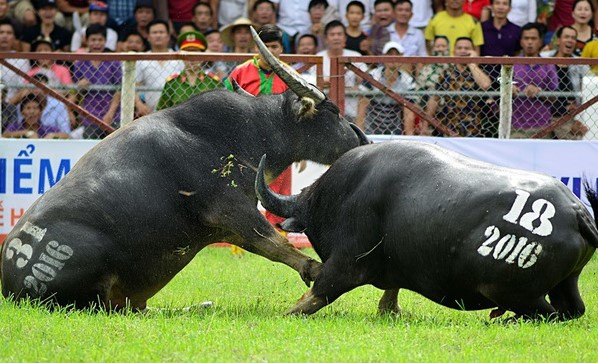 Do Son dung le hoi choi trau anh 1