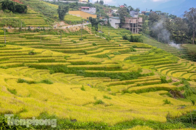 Mê mẩn cảnh sắc 'thiên đường' mùa lúa chín ở Sa Pa - 3