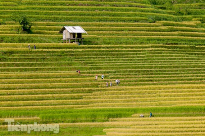 Mê mẩn cảnh sắc 'thiên đường' mùa lúa chín ở Sa Pa - 9