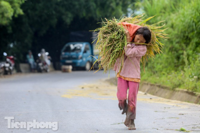 Mê mẩn cảnh sắc 'thiên đường' mùa lúa chín ở Sa Pa - 11