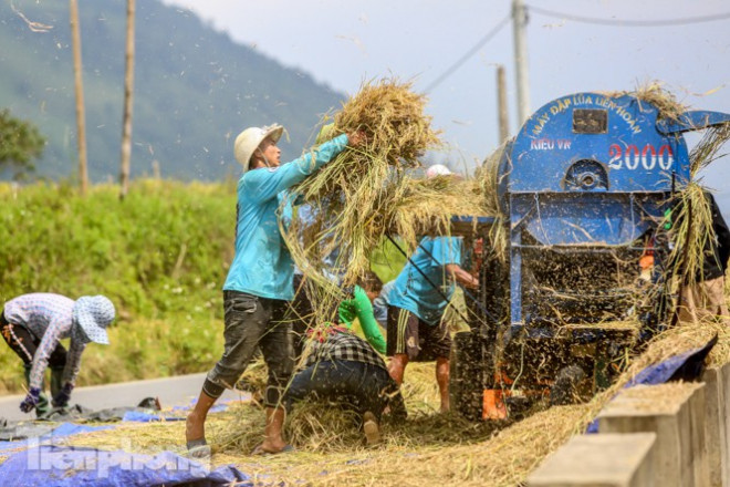 Mê mẩn cảnh sắc 'thiên đường' mùa lúa chín ở Sa Pa - 12