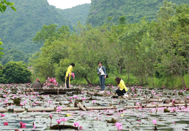 Suối Yến rộn ràng mùa hoa súng - 3