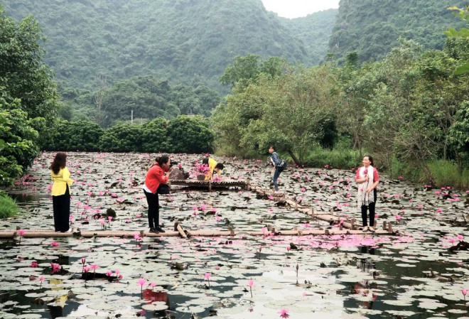 Suối Yến rộn ràng mùa hoa súng - 6