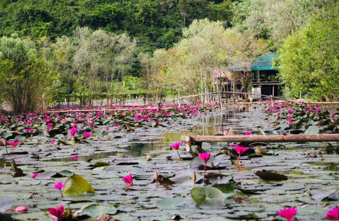 Suối Yến rộn ràng mùa hoa súng - 7