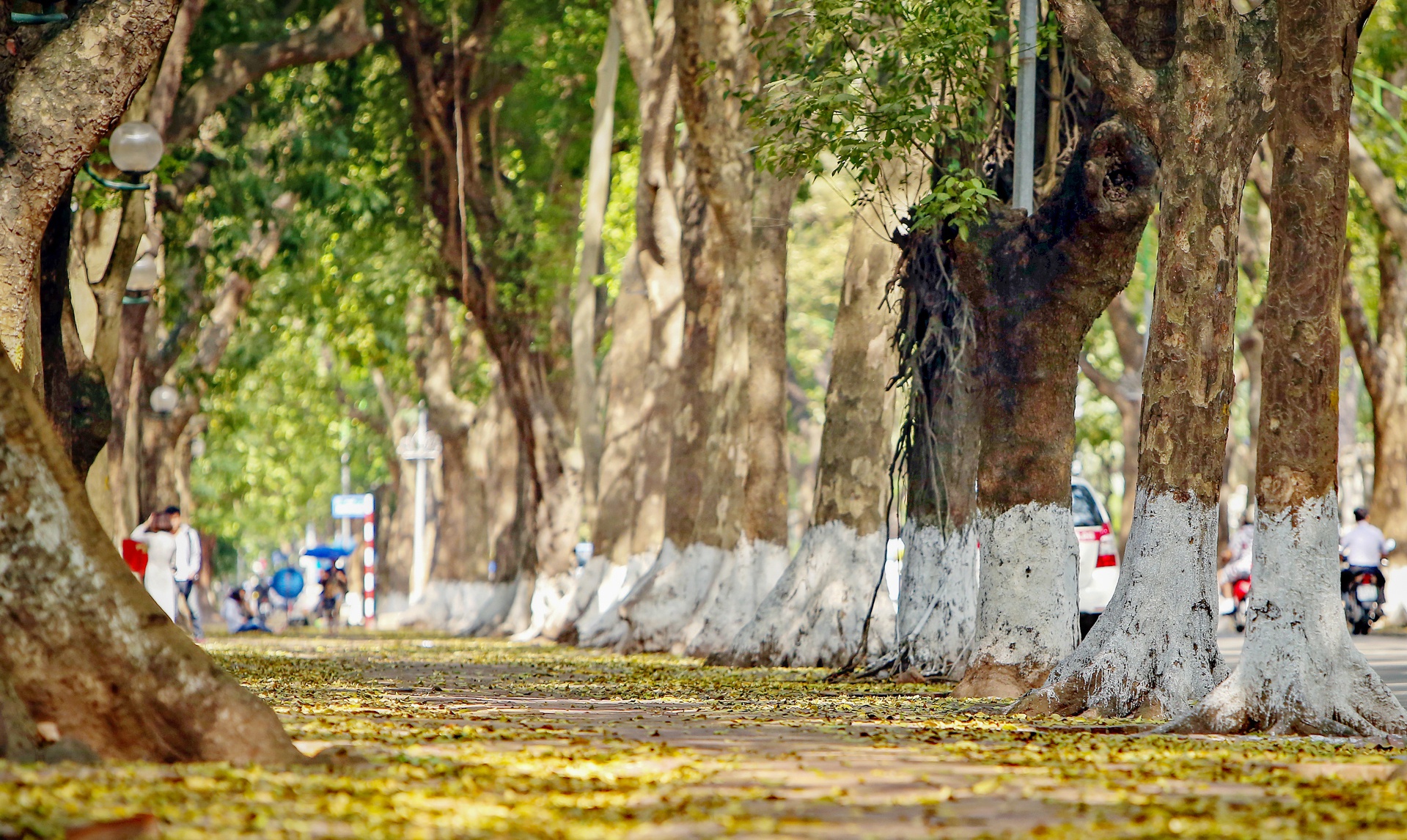 nhung khoanh khac dep mua thu ha noi anh 7