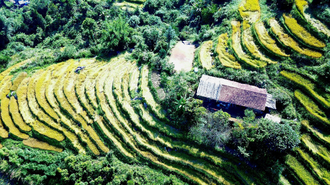 Bay trên mùa vàng Bình Liêu - 8