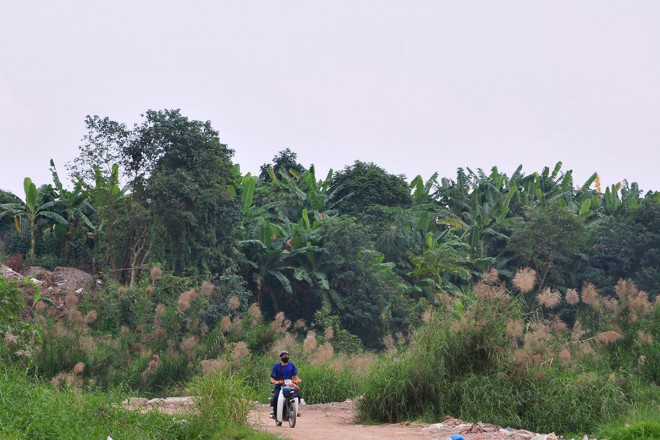 Khám phá “thiên đường” cỏ lau ngoài bãi giữa sông Hồng Khám phá “thiên đường” cỏ lau ngoài bãi giữa sông Hồng