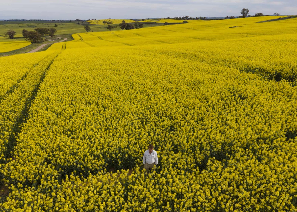 mua cai dau boi thu o Australia anh 7