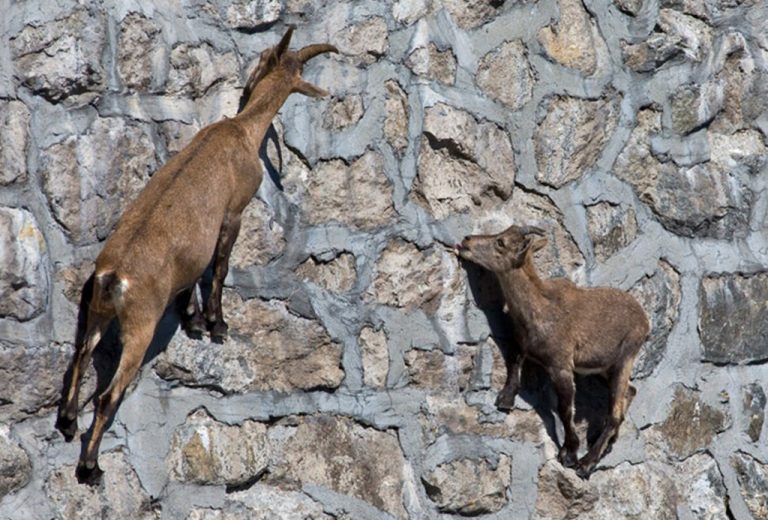 Đàn dê có kỹ năng leo dốc đá ở Alps Đàn dê có kỹ năng leo dốc đá ở Alps