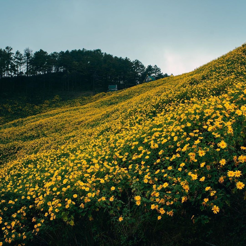 doi hoa da quy anh 4