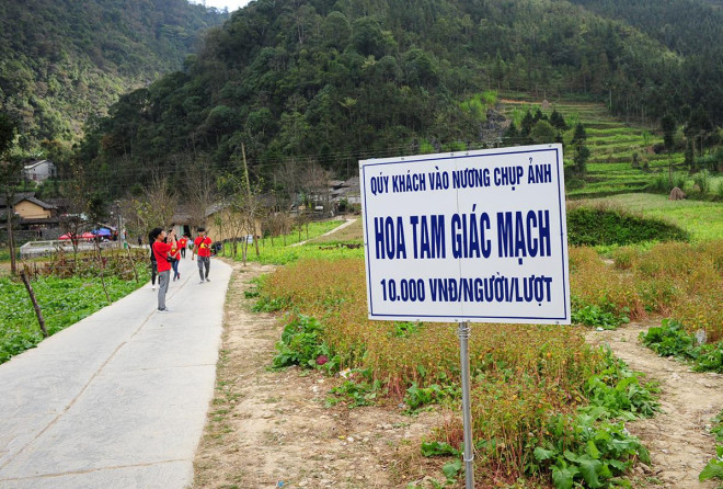 Hoa tam giác mạch Hà Giang nở rộ khiến du khách mê mải quên lối về - 9