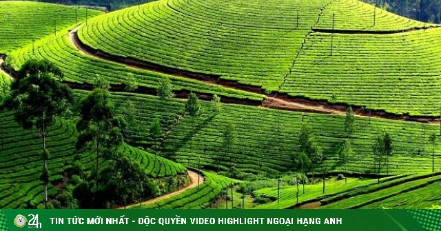 Nơi nào được mệnh danh là “Thủ đô chè của Việt Nam” Nơi nào được mệnh danh là “Thủ đô chè của Việt Nam”