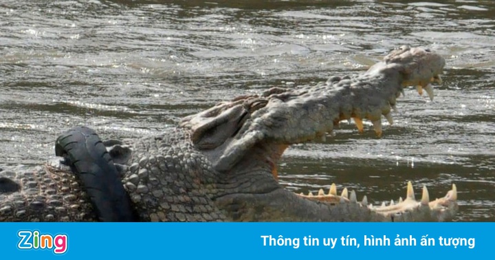 Cá sấu kẹt lốp xe vào top ảnh thiên nhiên hoang dã trong tuần