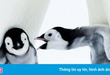 Những con cánh cụt ở vùng đất khắc nghiệt nhất thế giới