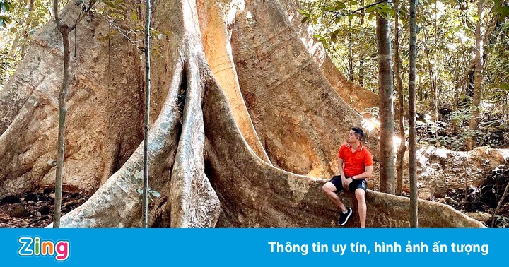 Gốc tung khổng lồ hút khách check-in ở Cát Tiên Gốc tung khổng lồ hút khách check-in ở Cát Tiên