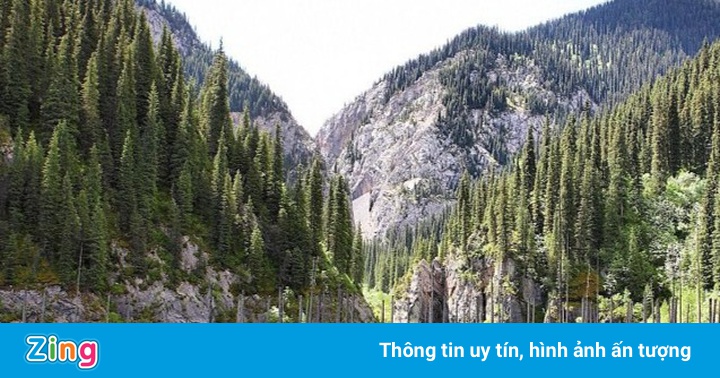 Hồ nước có rừng cây mọc ngược từ dưới đáy