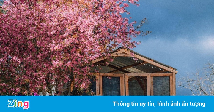 Nơi ngắm hoa xuân ở Đà Lạt