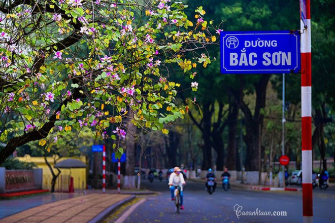 Hà Nội: Rủ bạn thân, gà bông chụp ngay bộ ảnh trên con đường hoa ban tím đẹp mơ màng - 4