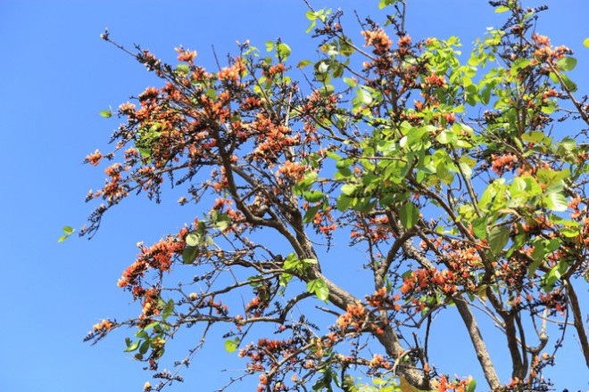 Ngắm loài hoa 'độc nhất vô nhị' ở Tây Nguyên - 2