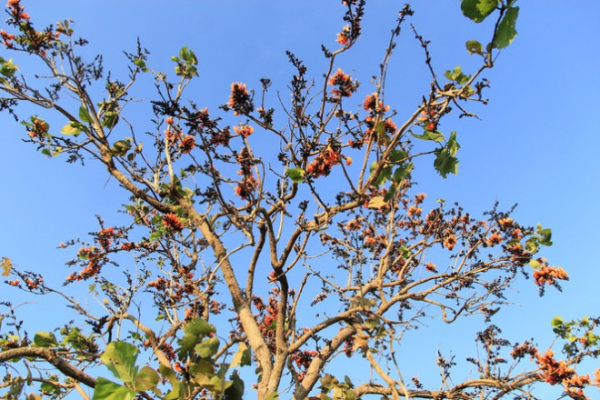 Ngắm loài hoa 'độc nhất vô nhị' ở Tây Nguyên - 10