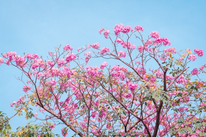 Hẹn hò Sài Gòn: Hoa kèn hồng nở sớm rực rỡ một khoảng trời, đẹp tựa như một thước phim - 7