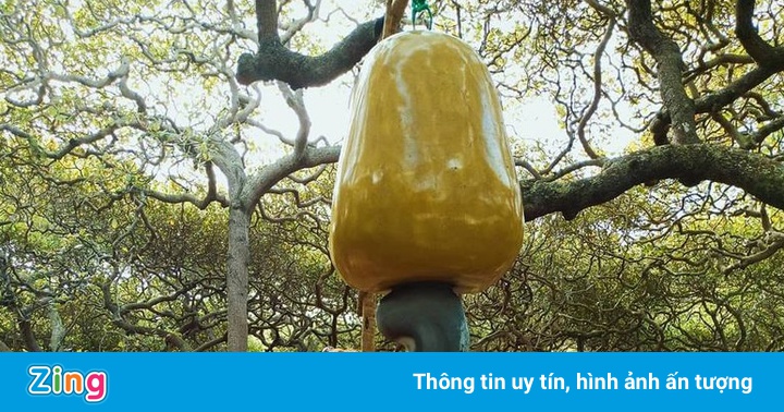 Cây đào lộn hột lớn nhất thế giới Cây đào lộn hột lớn nhất thế giới
