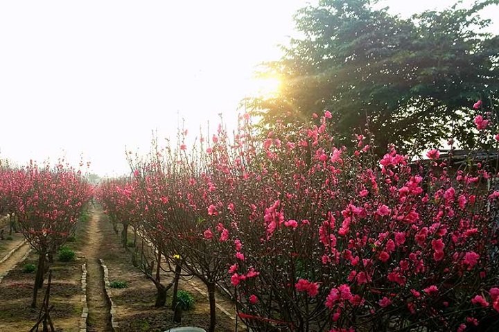 vườn hoa nhật tân