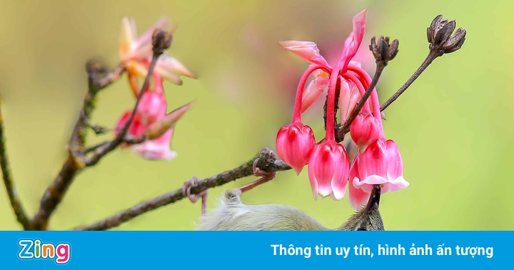 2 địa danh Núi Chúa ở miền Trung 2 địa danh Núi Chúa ở miền Trung
