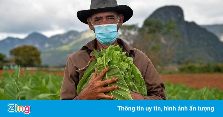 Chủ khách sạn ở Cuba chuyển sang làm nông nghiệp để mưu sinh Chủ khách sạn ở Cuba chuyển sang làm nông nghiệp để mưu sinh