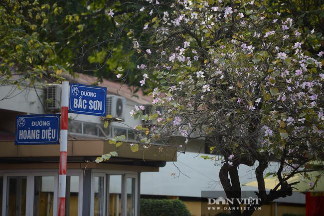 Hà Nội: Hoa ban nở rộ, giới trẻ đua nhau "khoe sắc" trên phố Bắc Sơn, Hoàng Diệu - 3