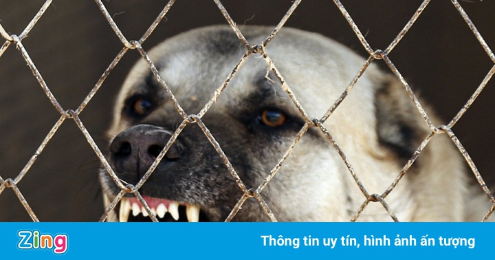 Giống chó được mệnh danh là kẻ giết sói