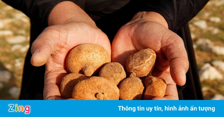 Liều mạng để săn nấm trên sa mạc Liều mạng để săn nấm trên sa mạc