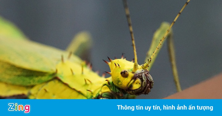Bên trong khu bảo tồn côn trùng ở Thái Lan