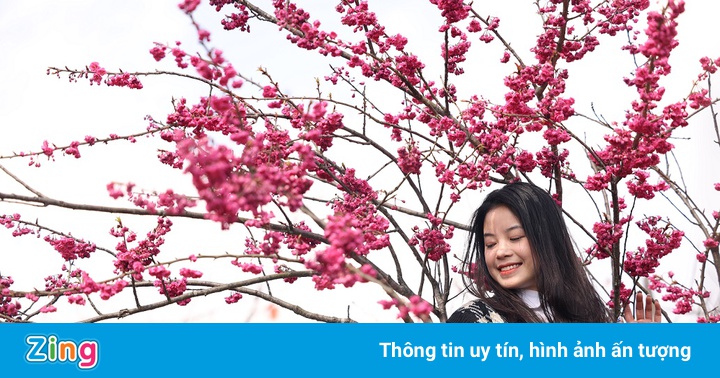 Anh đào Nhật Bản nở rộ tại Sun World Fansipan Legend