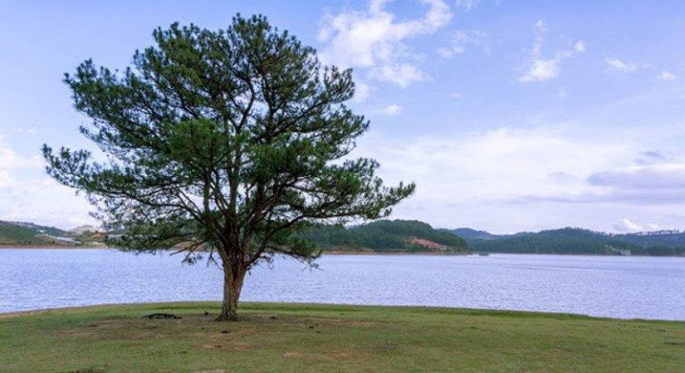 Vé Máy Bay Sài Gòn Đà Lạt