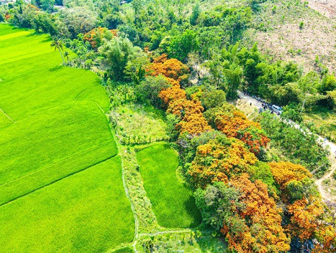 Hoa trang rừng phủ kín suối Tà Má Hoa trang rừng phủ kín suối Tà Má