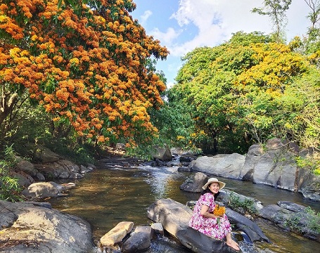 Hoa trang rừng phủ kín suối Tà Má - 2