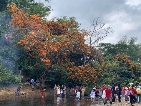 Hoa trang rừng phủ kín suối Tà Má - 4