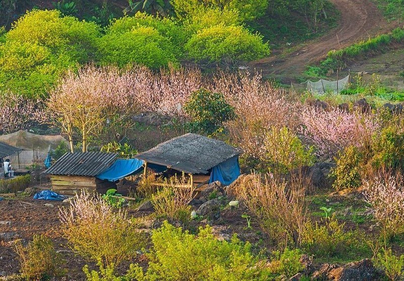 du lịch mộc châu