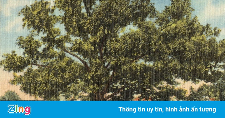 Ông chủ để lại đất cho cây cổ thụ
