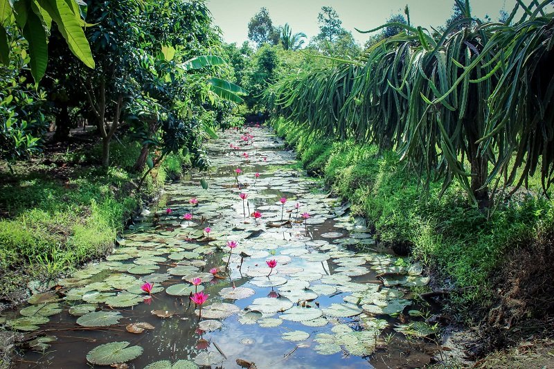 vuon-trai-cay-ba-cong vườn trái cây ba cống