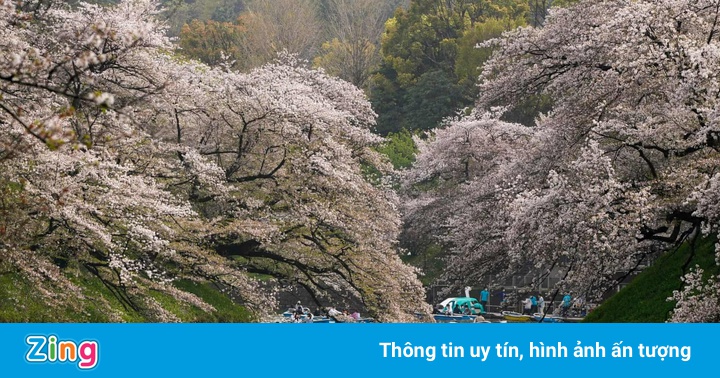 Hoa anh đào nở rộ khắp Nhật Bản Hoa anh đào nở rộ khắp Nhật Bản